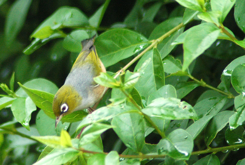 The waxeye returns to our hedge