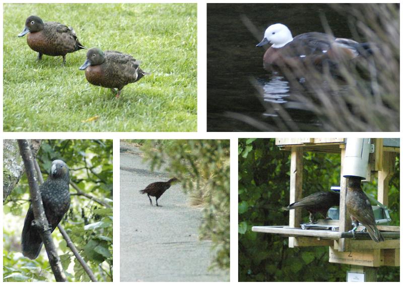 The Birds in the Reserve