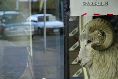v3/19/247019/3/45690259.DSC_0250_sheep800.jpg