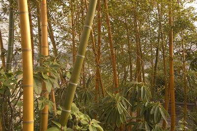 v3/19/247019/3/46048184.DSC_0777_bamboo.jpg