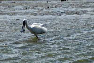 v3/19/247019/3/46282200.DSC_6415spoonbill900.jpg