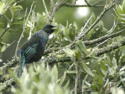 Tui