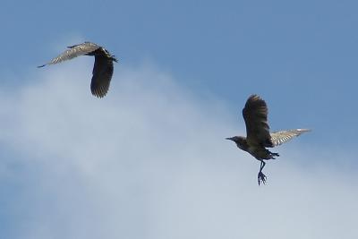 A Pair of Brown Bitterns