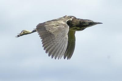 v3/19/247019/3/46353959.DSC_7152_800strangebird.jpg