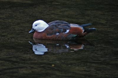 v3/19/247019/3/46425293.DSC_0268_paradiseduck.jpg