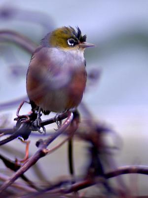 Silvereye aka waxeye