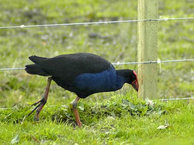 Pukeko (or swamp hen)