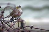 28 July 05 - Silvereye