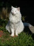 12 September 05 - White cat