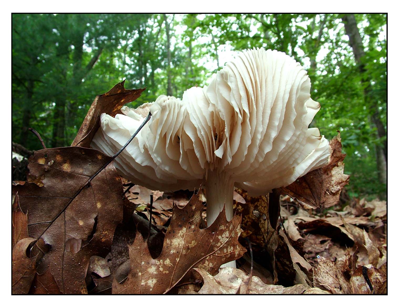 Mushroom, Milford, NH