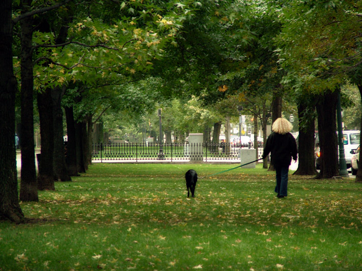 Autumn on Commonwealth Avenue