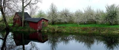 Apple Orchard, Hollis, NH