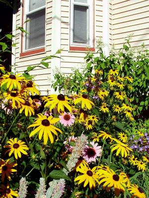 Cambridge - Flower Garden II