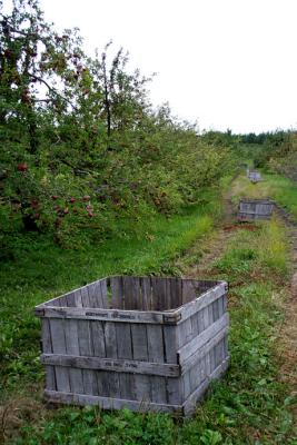 Apple Crates Waiting to be Filled, Hollis, NH