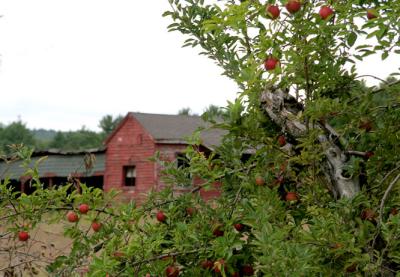 Apple Farm, Hollis, NH