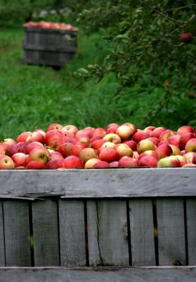 Apple Harvest, Hollis, NH