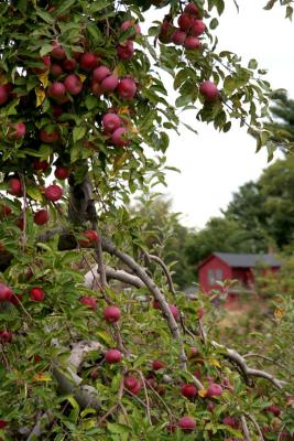 Apple Trees and Farm House, Hollis, NH