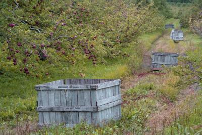 Empty Apple Crates, Hollis, NH