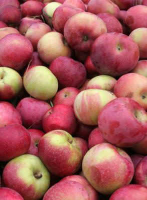 Macintosh Apple Harvest, Hollis, NH