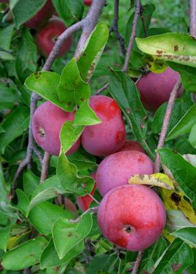 Macintosh Apples, Hollis, NH