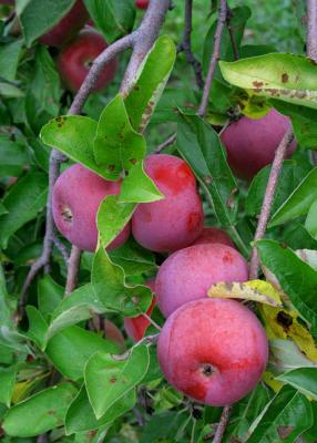 v3/19/291919/3/49805211.MacintoshApplesHollisNH.jpg