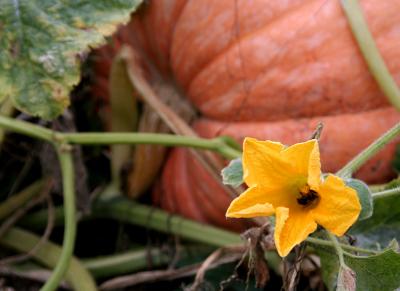 Pumpkin Bloom & Bumblebee, Hollis, NH