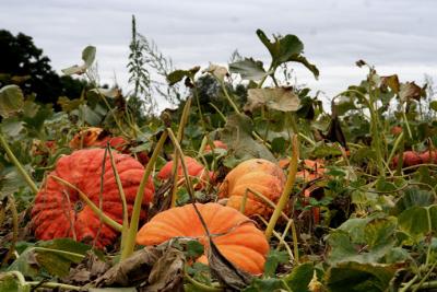 Pumpkin Patch, Hollis, NH II