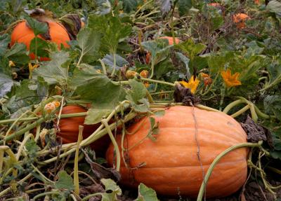 Pumpkin Patch, Hollis, NH III