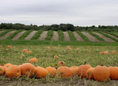 Pumpkin Patch, Lull Farm, Hollis, NH II