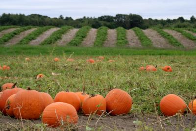 Pumpkin Patch, Lull Farm, Hollis, NH