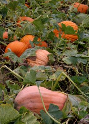 Pumpkins, Hollis, NH II