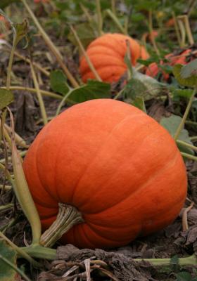 Pumpkins, Hollis, NH