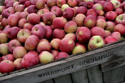 Woodmont Orchards Apple Harvest II, Hollis, NH