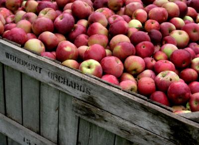 Woodmont Orchards Apple Harvest, Hollis, NH