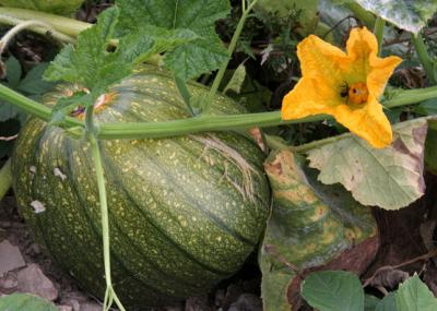 Young Pumpkin & Spider, Hollis, NH