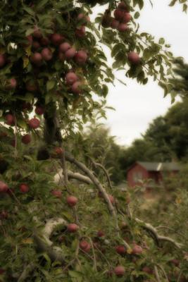 Apple Trees and Farm House, Hollis, NH II