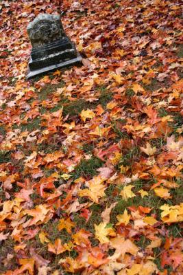 Many Autumns, Mt. Auburn Cemetery