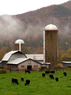Foggy Morning with Barn and Cows, VT