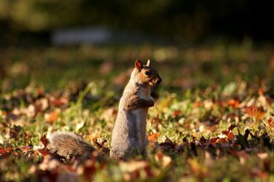 Squirrel in the Boston Common