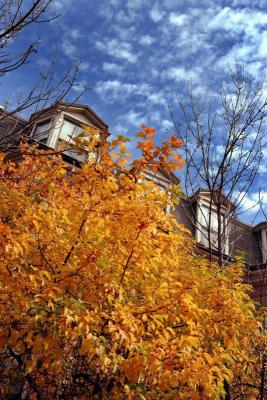 Fall Color on Holyoke Street, South End II
