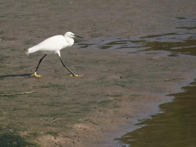 Egret vs. Fish