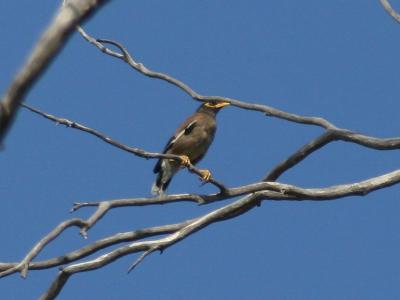 Common Myna