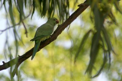 Rose-Ringed Parakeet