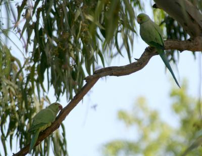 Rose-Ringed Parakeet