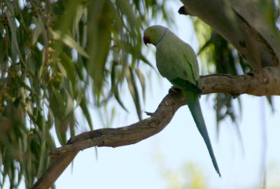 Rose-Ringed Parakeet