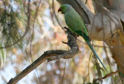 Rose-Ringed Parakeet