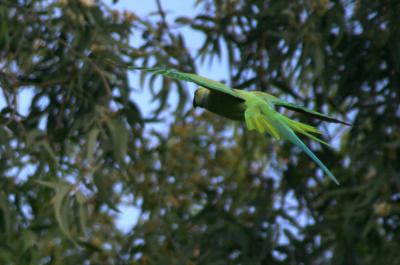 Rose-Ringed Parakeet