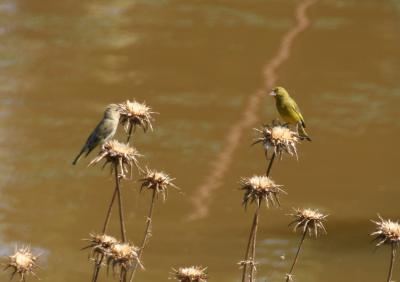 Greenfinch