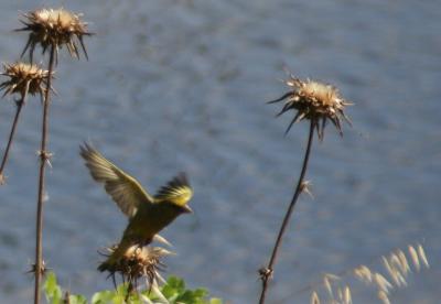 Greenfinch