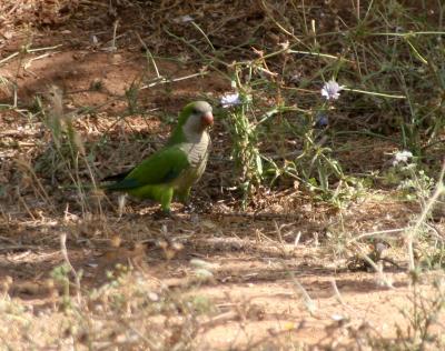 Monk Parakeet